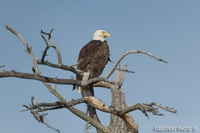 wildlife;bald eagle;Haliaeetus leucocephalus;eagle;raptor;bird of prey;dead tree;Lakes Region;NH;D3X