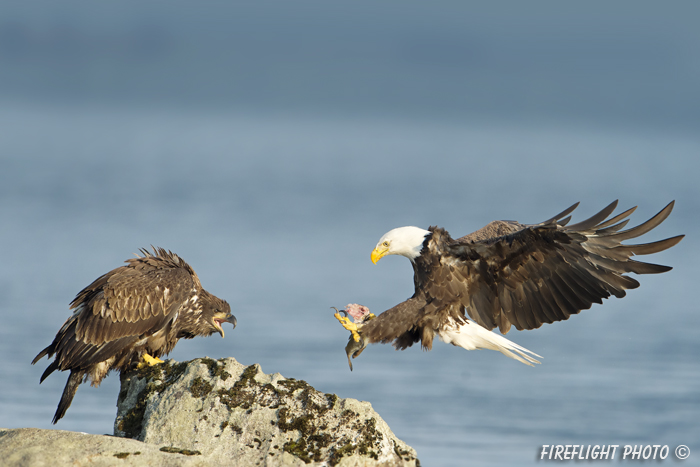 wildlife;bald eagle;Haliaeetus leucocephalus;eagle;raptor;bird of prey;eaglets;chicks;Lakes Region;NH;D4