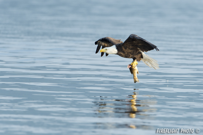 wildlife;bald eagle;Haliaeetus leucocephalus;eagle;raptor;bird of prey;fish;water;Lakes Region;NH;D4