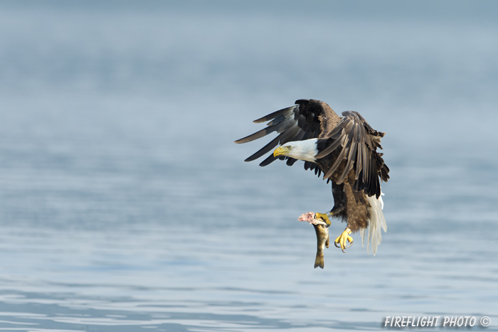 wildlife;bald eagle;Haliaeetus leucocephalus;eagle;raptor;bird of prey;fish;water;Lakes Region;NH;D4