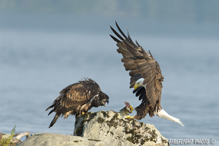 wildlife;bald eagle;Haliaeetus leucocephalus;eagle;raptor;bird of prey;eaglets;rocks;Lakes Region;NH;D4