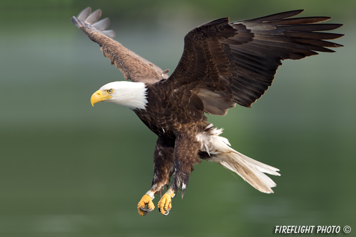 wildlife;bald eagle;Haliaeetus leucocephalus;eagle;raptor;bird of prey;Lakes Region;NH;D4