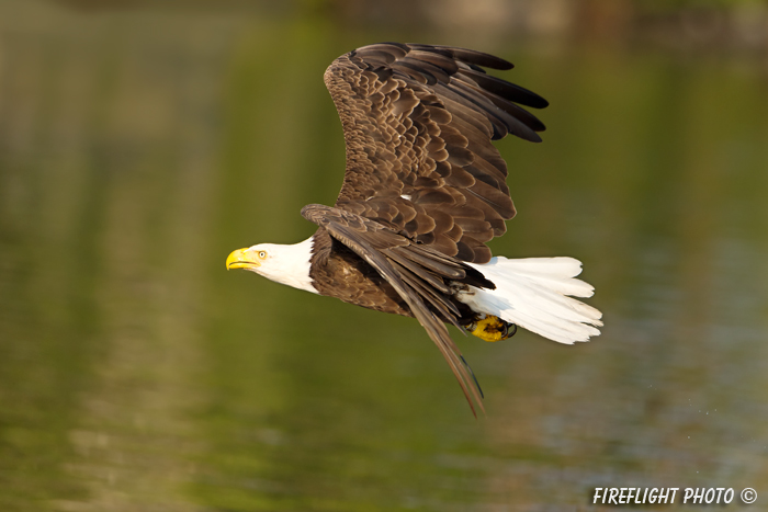 wildlife;bald eagle;Haliaeetus leucocephalus;eagle;raptor;bird of prey;water;Lakes Region;NH;D4