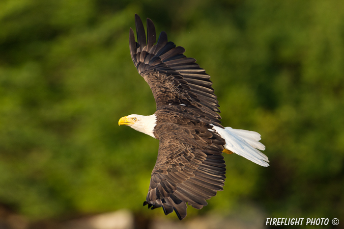 wildlife;bald eagle;Haliaeetus leucocephalus;eagle;raptor;bird of prey;flight;Lakes Region;NH;D4