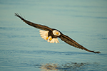 wildlife;Eagle;Raptor;Bald-Eagle;Haliaeetus-leucocephalus;Homer;Alaska;AK;D4s;2016