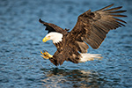 wildlife;Eagle;Raptor;Bald-Eagle;grab-pose;Haliaeetus-leucocephalus;Homer;Alaska;AK;D4s;2016