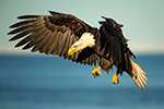 wildlife;Eagle;Raptor;Bald-Eagle;Haliaeetus-leucocephalus;Homer;Alaska;AK;D4s;2016