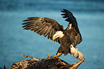 wildlife;Eagle;Raptor;Bald-Eagle;Haliaeetus-leucocephalus;Homer;Alaska;AK;D4s;2016