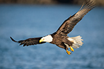 wildlife;Eagle;Raptor;Bald-Eagle;Haliaeetus-leucocephalus;Homer;Alaska;AK;D4s;2016