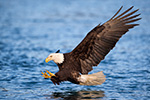 wildlife;Eagle;Raptor;Bald-Eagle;Haliaeetus-leucocephalus;Homer;Alaska;AK;D4s;2016