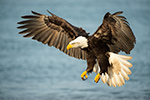 wildlife;Eagle;Raptor;Bald-Eagle;Haliaeetus-leucocephalus;Homer;Alaska;AK;D4s;2016