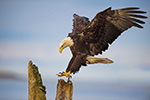 wildlife;Eagle;Raptor;Bald-Eagle;Haliaeetus-leucocephalus;Homer;Alaska;AK;D4s;2016