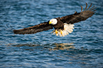 wildlife;Eagle;Raptor;Bald-Eagle;Haliaeetus-leucocephalus;Homer;Alaska;AK;D4s;2016