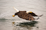 wildlife;Eagle;Raptor;Bald-Eagle;Haliaeetus-leucocephalus;Homer;Alaska;AK;D4s;2016