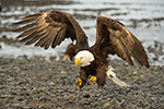 wildlife;Eagle;Raptor;Bald-Eagle;Haliaeetus-leucocephalus;Homer;Alaska;AK;D4s;2016