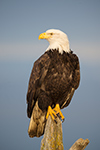 wildlife;Eagle;Raptor;Bald-Eagle;Haliaeetus-leucocephalus;Homer;Alaska;AK;D4s;2016