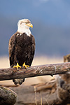 wildlife;Eagle;Raptor;Bald-Eagle;Haliaeetus-leucocephalus;Homer;Alaska;AK;D4s;2016