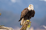 wildlife;Eagle;Raptor;Bald-Eagle;Haliaeetus-leucocephalus;Homer;Alaska;AK;D4s;2016