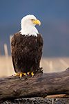 wildlife;Eagle;Raptor;Bald-Eagle;Haliaeetus-leucocephalus;Homer;Alaska;AK;D4s;2016