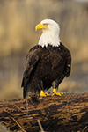 wildlife;Eagle;Raptor;Bald-Eagle;Haliaeetus-leucocephalus;Homer;Alaska;AK;D4s;2016