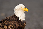 wildlife;Eagle;Raptor;Bald-Eagle;Haliaeetus-leucocephalus;head-shot;Homer;Alaska;AK;D4s;2016