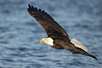 wildlife;Eagle;Raptor;Bald-Eagle;Haliaeetus-leucocephalus;Homer;Alaska;AK;D4s;2016