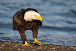 wildlife;Eagle;Raptor;Bald-Eagle;Haliaeetus-leucocephalus;Homer;Alaska;AK;D4s;2016