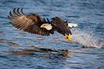 wildlife;Eagle;Raptor;Bald-Eagle;Haliaeetus-leucocephalus;Homer;Alaska;AK;D4s;2016