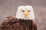 wildlife;Eagle;Raptor;Bald-Eagle;Haliaeetus-leucocephalus;Homer;Alaska;AK;D4s;2016