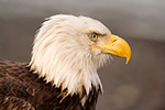 wildlife;Eagle;Raptor;Bald-Eagle;Haliaeetus-leucocephalus;Homer;Alaska;AK;D4s;2016