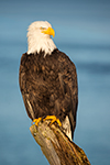 wildlife;Eagle;Raptor;Bald-Eagle;Haliaeetus-leucocephalus;Homer;Alaska;AK;D4s;2016