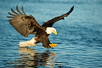 wildlife;Eagle;Raptor;Bald-Eagle;Haliaeetus-leucocephalus;Homer;Alaska;AK;D4s;2016