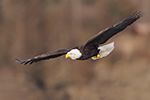 wildlife;Eagle;Raptor;Bald-Eagle;Haliaeetus-leucocephalus;Homer;Alaska;AK;D4s;2016