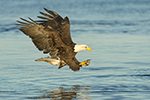 wildlife;Eagle;Raptor;Bald-Eagle;Grab-Pose;Haliaeetus-leucocephalus;Errol;NH;D4s;2016