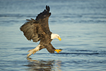 wildlife;Eagle;Raptor;Bald-Eagle;Grab-Pose;Haliaeetus-leucocephalus;Errol;NH;D4s;2016