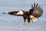 wildlife;Eagle;Raptor;Bald-Eagle;Haliaeetus-leucocephalus;D4s;Errol-NH;NH;2016