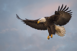 wildlife;Eagle;Raptor;Bald-Eagle;Haliaeetus-leucocephalus;D4s;Errol-NH;NH;2016