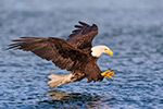 wildlife;Eagle;Raptor;Bald-Eagle;Haliaeetus-leucocephalus;Grab-Pose;North-NH;NH