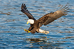 wildlife;bald-eagle;Haliaeetus-leucocephalus;eagle;raptor;bird-of-prey;North-NH;NH;D4