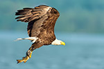 wildlife;bald-eagle;Haliaeetus-leucocephalus;eagle;raptor;bird-of-prey;fish;Lakes-Region;NH;D4