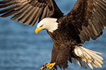 wildlife;Eagle;Raptor;Bald-Eagle;Haliaeetus-leucocephalus;Homer;Alaska;AK;D4s;2016