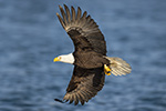 wildlife;Eagle;Raptor;Bald-Eagle;Haliaeetus-leucocephalus;Homer;Alaska;AK;D4s;2016