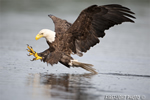 wildlife;bald-eagle;Haliaeetus-leucocephalus;eagle;raptor;bird-of-prey;Lake-Umbagog;NH;grab-pose