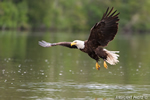 wildlife;bald-eagle;Haliaeetus-leucocephalus;eagle;raptor;bird-of-prey;Lake-Umbagog;NH