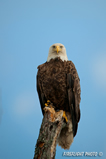 wildlife;bald-eagle;Haliaeetus-leucocephalus;eagle;raptor;bird-of-prey;Lake-Umbagog;NH