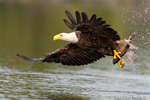 wildlife;bald-eagle;Haliaeetus-leucocephalus;eagle;raptor;bird-of-prey;Lake-Umbagog;NH;fish
