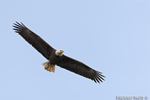 wildlife;bald-eagle;Haliaeetus-leucocephalus;eagle;raptor;bird-of-prey;Conneticut-River;NH;D3X