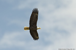 wildlife;bald-eagle;Haliaeetus-leucocephalus;eagle;raptor;bird-of-prey;Conneticut-River;NH;D4