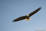 wildlife;bald-eagle;Haliaeetus-leucocephalus;eagle;raptor;bird-of-prey;Conneticut-River;NH;D3X