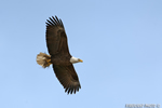 wildlife;bald-eagle;Haliaeetus-leucocephalus;eagle;raptor;bird-of-prey;Conneticut-River;NH;D3X